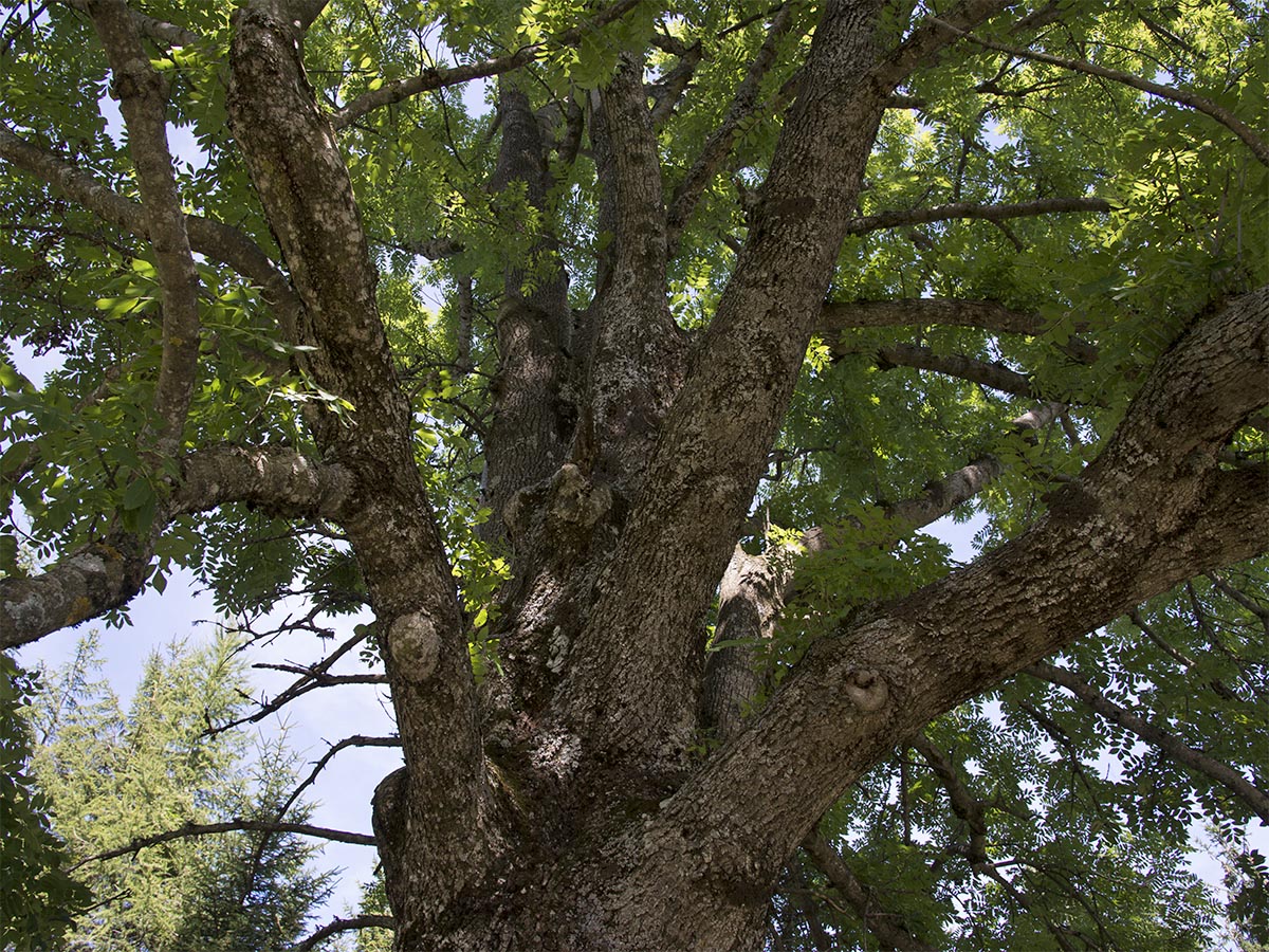 Fraxinus excelsior